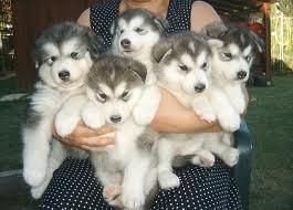 Alaskan Malamute Puppies For Sale Oregon City Or 108233