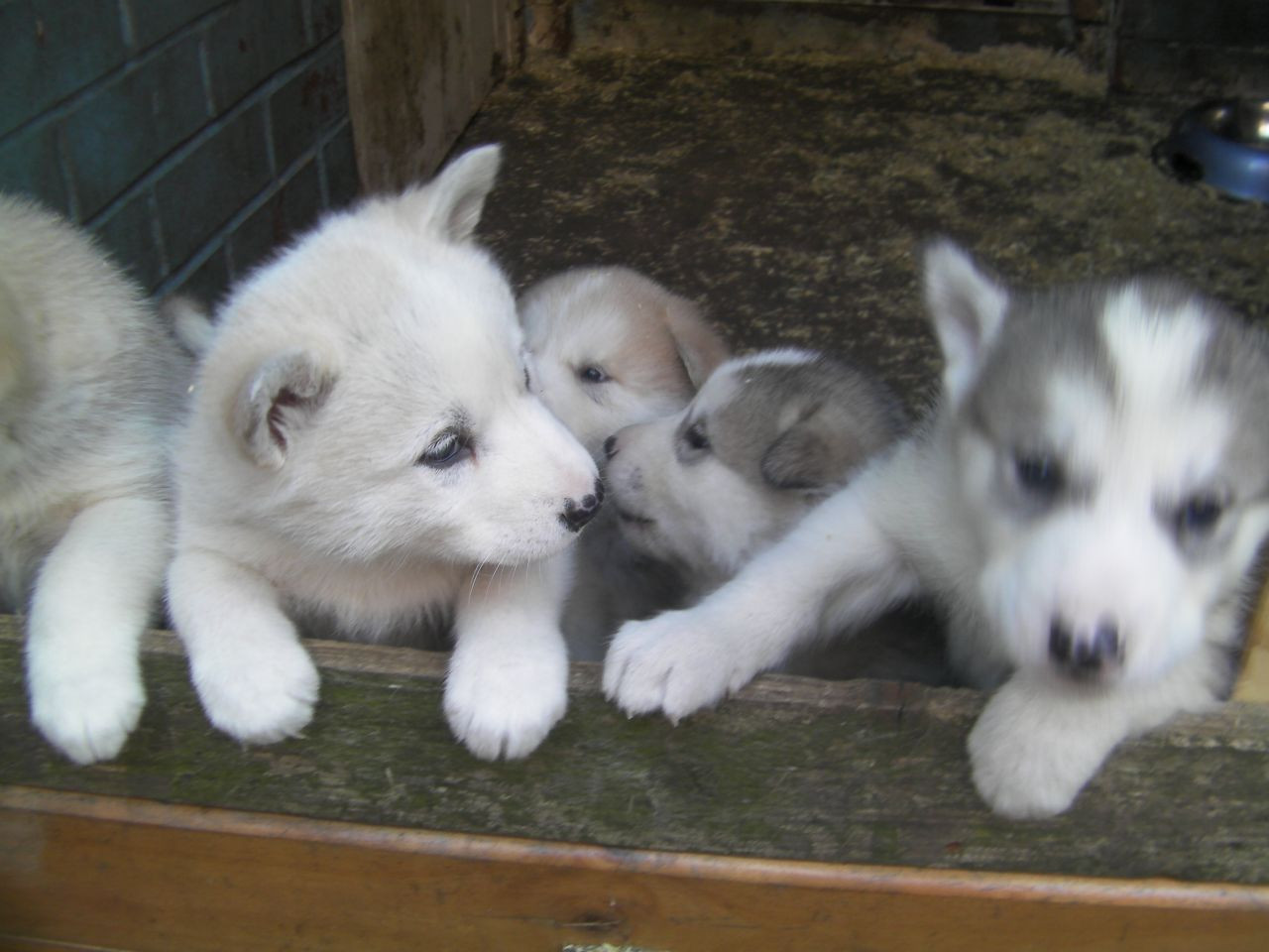 Alaskan Malamute Puppies For Sale | Orlando, FL #222844