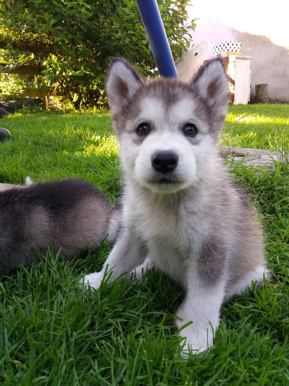 Alaskan Malamute Puppies For Sale Tucson, AZ 234803