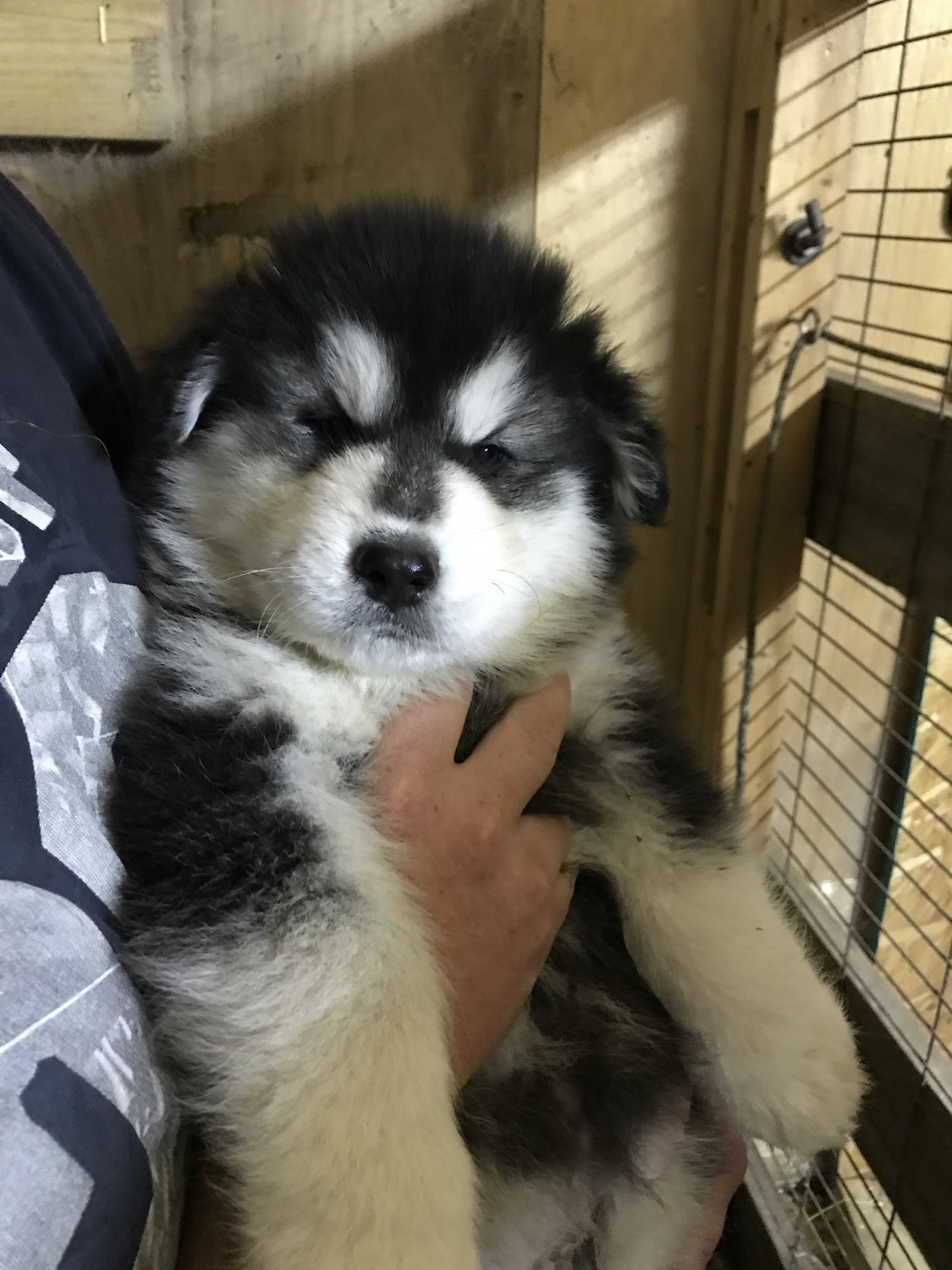 Alaskan Malamute Puppies For Sale | Blanchester, OH #248926