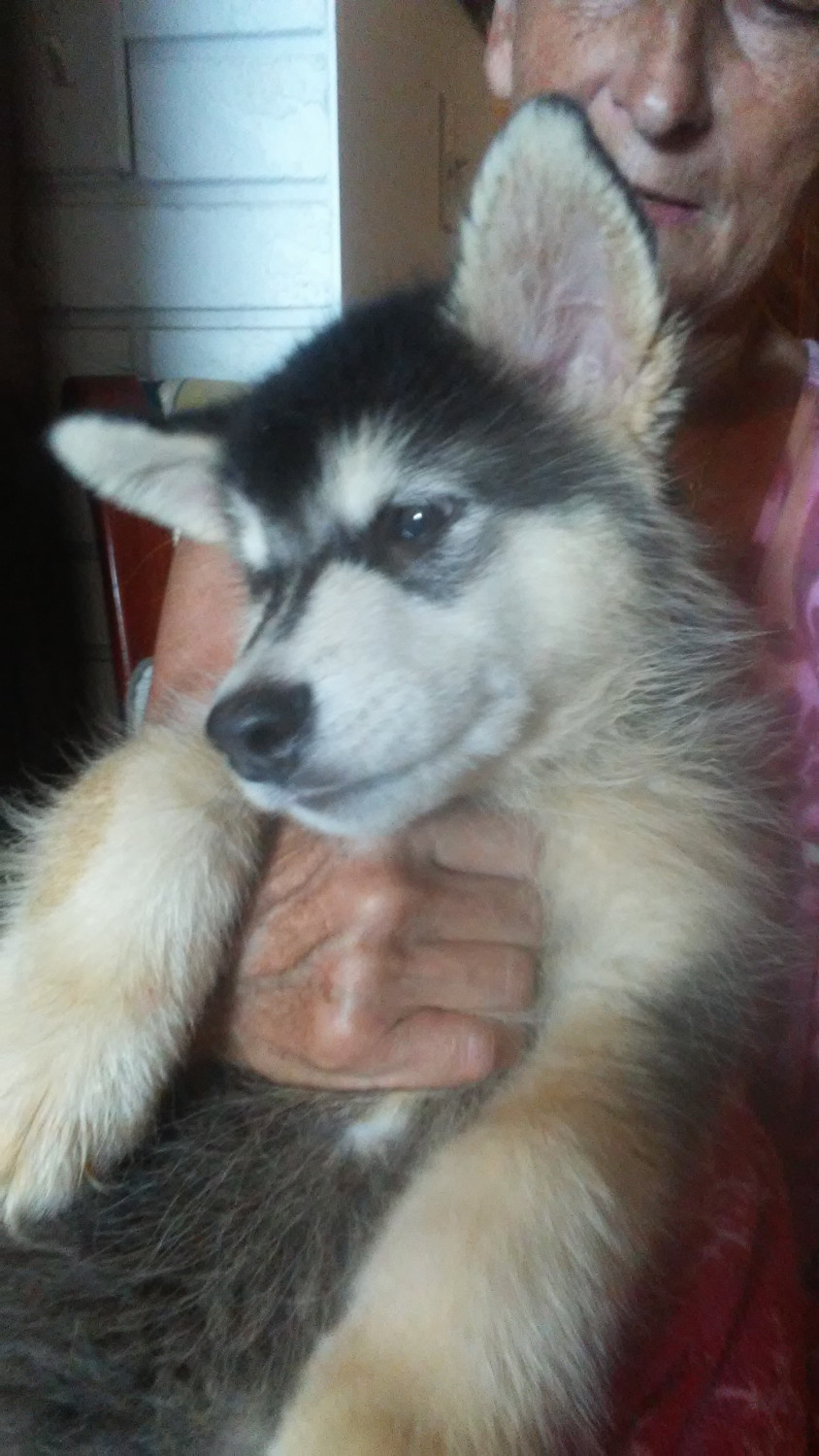 Alaskan Malamute Puppies For Sale | Sebastian, FL #277296
