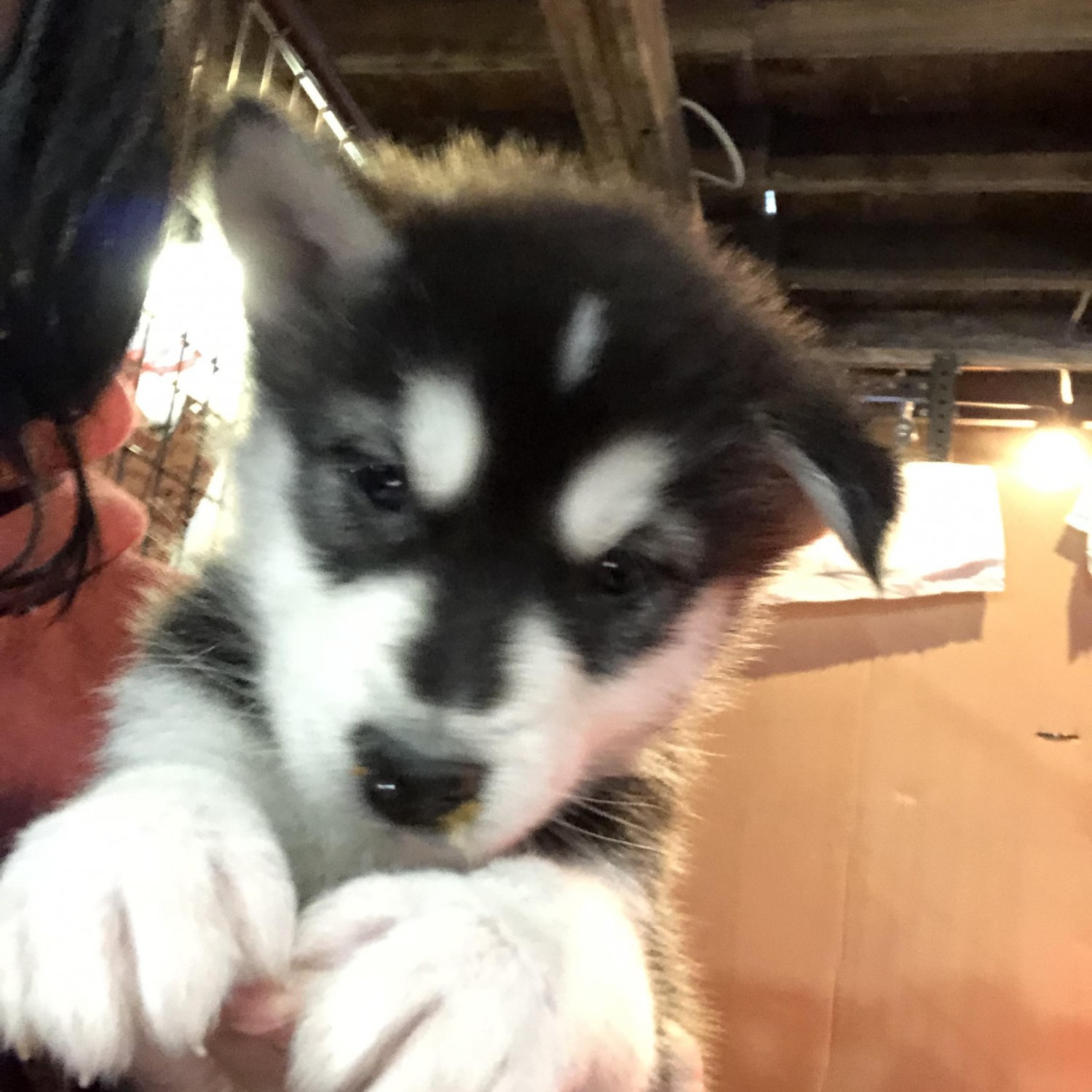 Alaskan Malamute Puppies For Sale Dover, OH 321039