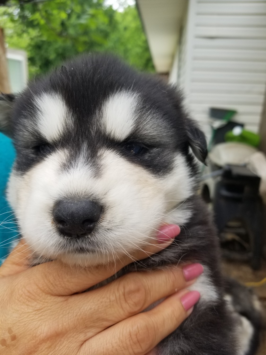 Alaskan Malamute Puppies For Sale Denton, TX 327719