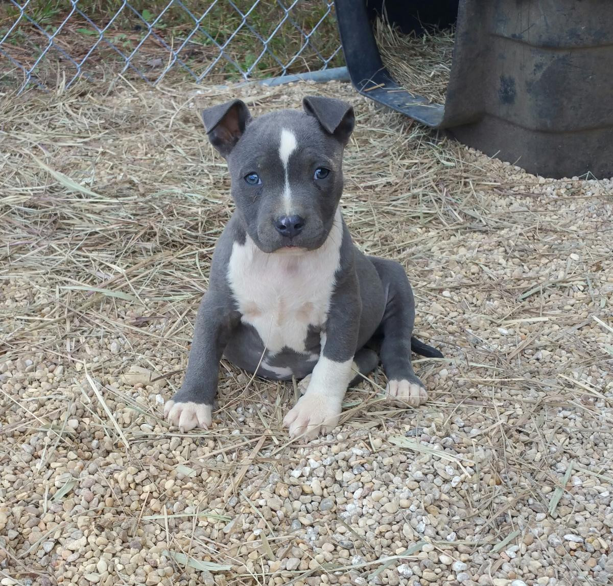 American Bulldog Puppies For Sale | Starkville, MS #103880
