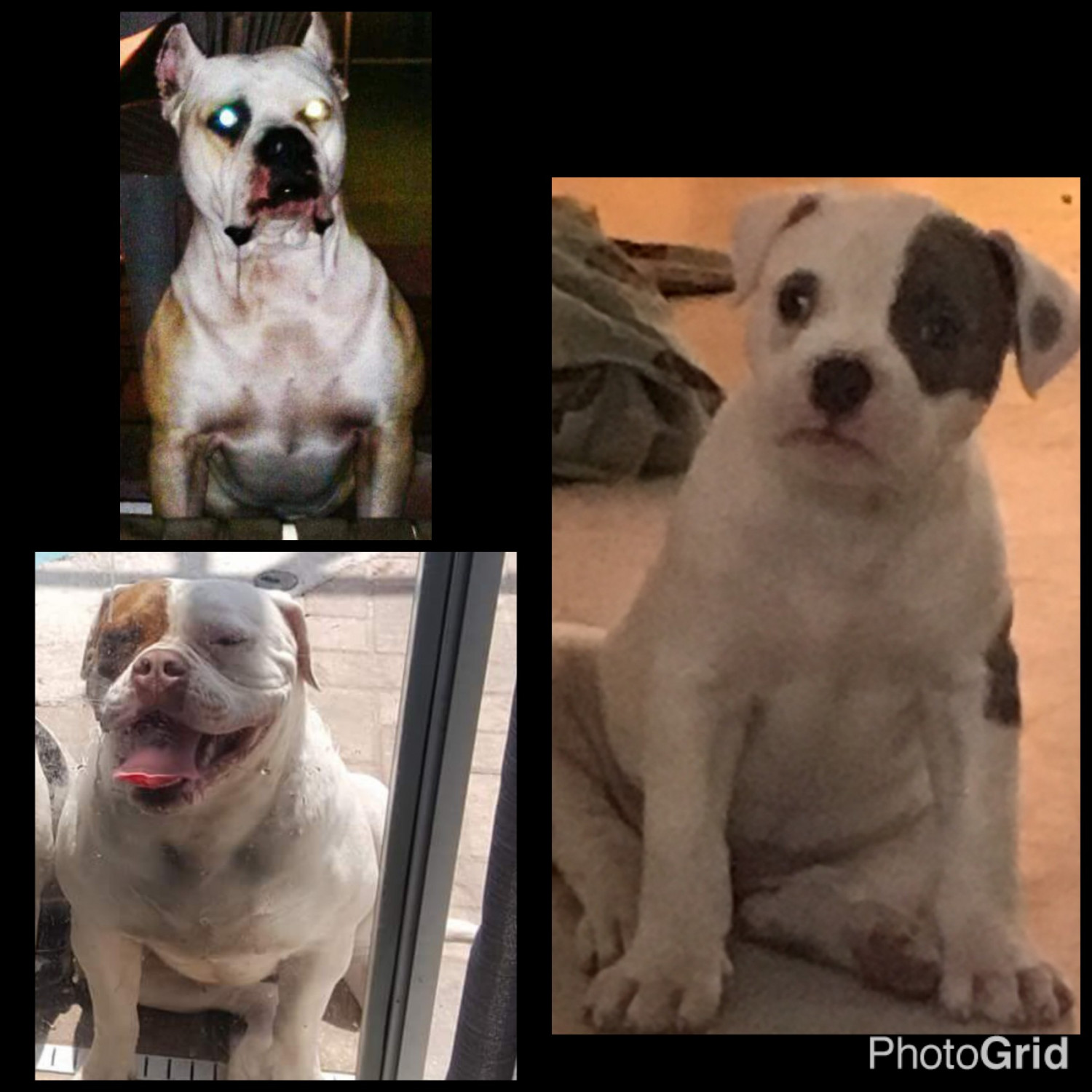 American Bulldog Puppies For Sale Kissimmee, FL 176270