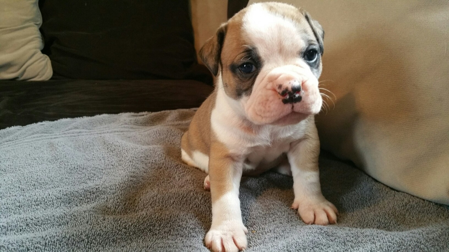 American Bulldog Puppies For Sale Rochester, NY 179401