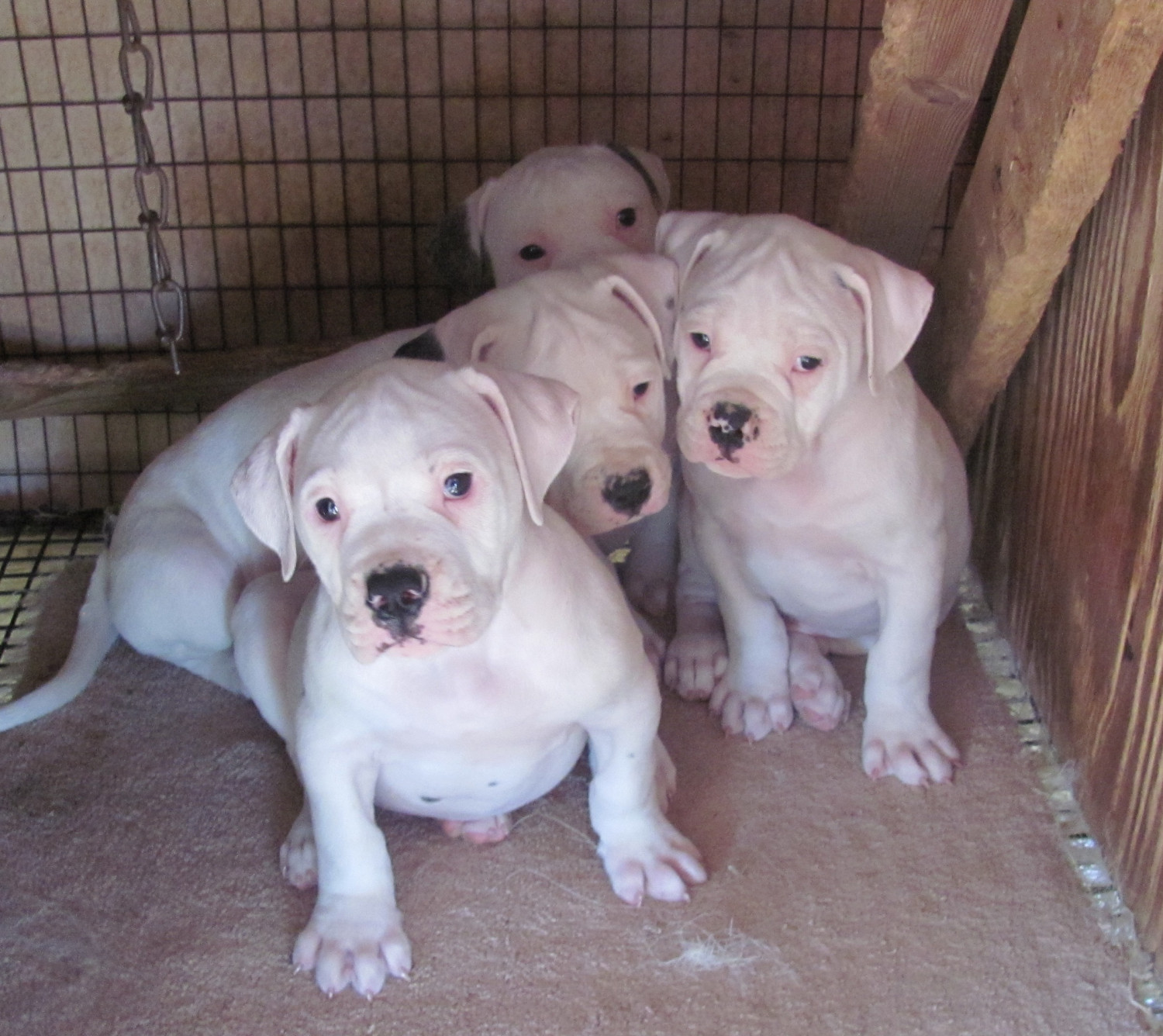 American Bulldog Puppies For Sale Jacksonville, FL 184605