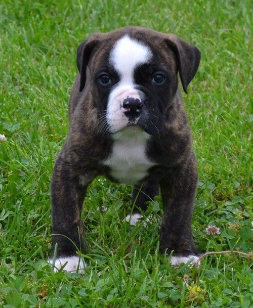 American Bulldog Puppies For Sale Philadelphia, PA 199747