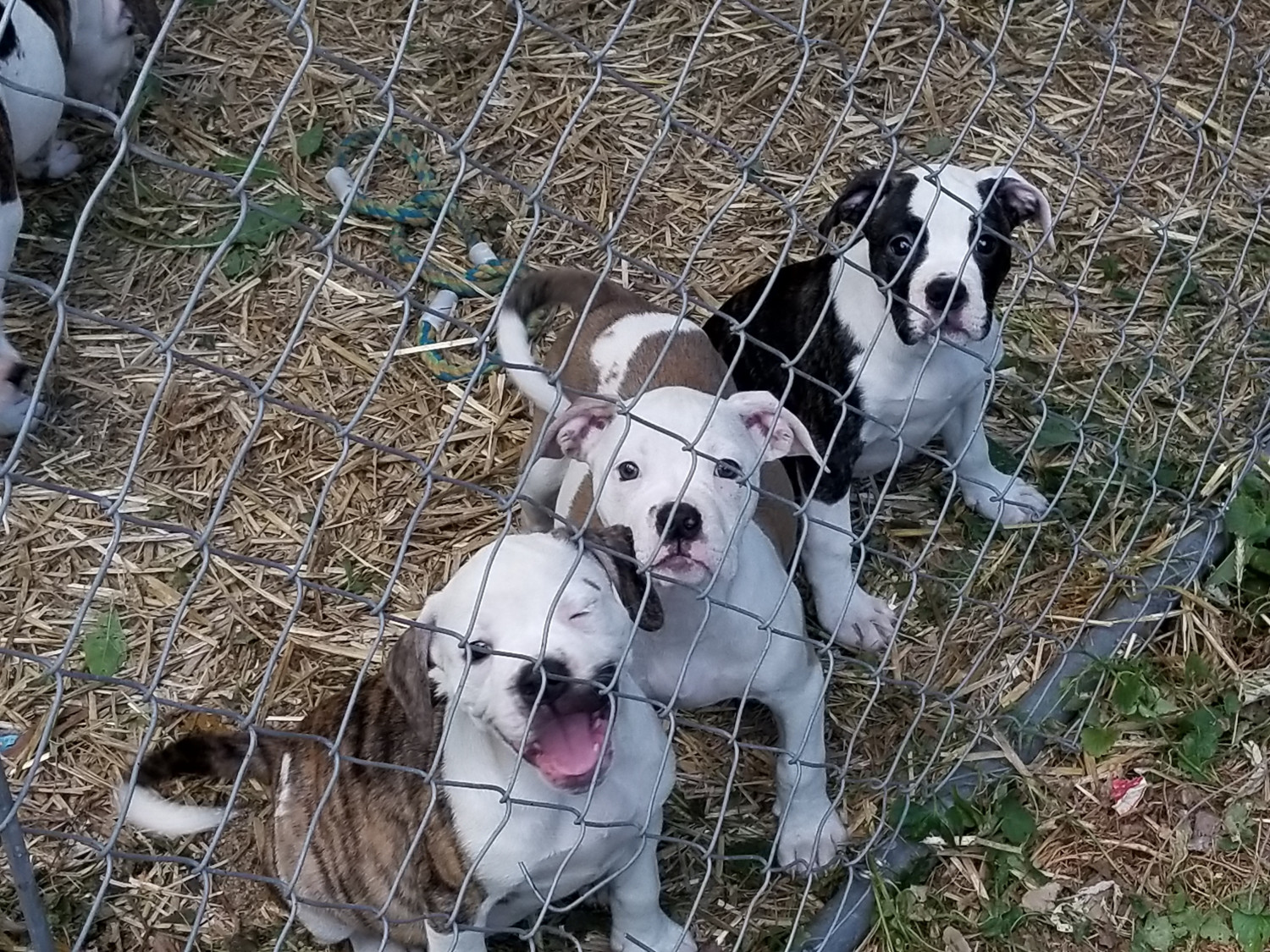 American Bulldog Puppies For Sale Des Moines, IA 238062