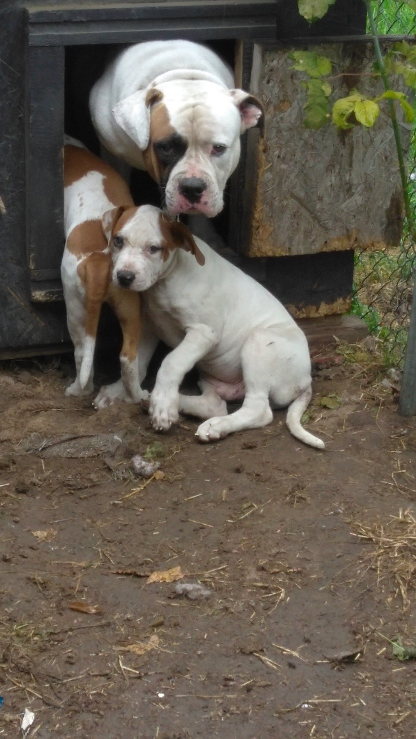 American Bulldog Puppies For Sale Detroit, MI 240891