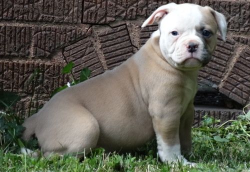 American Bulldog Puppies For Sale | Louisville, KY #260966