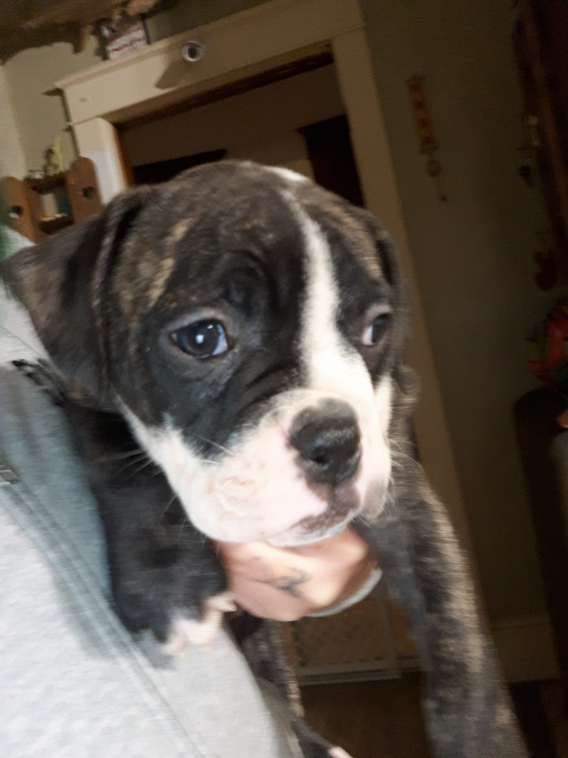 American Bulldog Puppies For Sale Reeseville, WI 307592