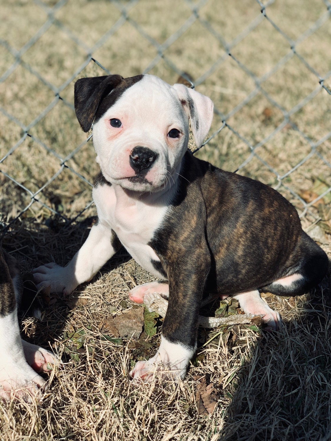American Bulldog Puppies For Sale Oklahoma City, OK 314816