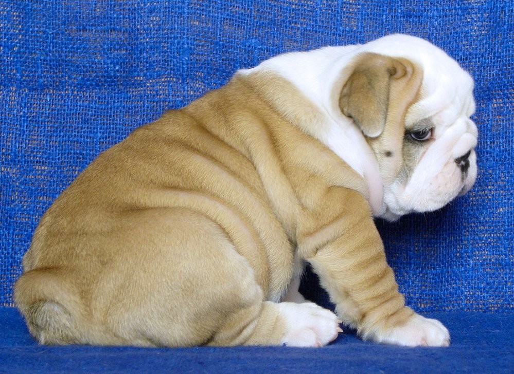 American Bulldog Puppies For Sale Seattle, WA 323615