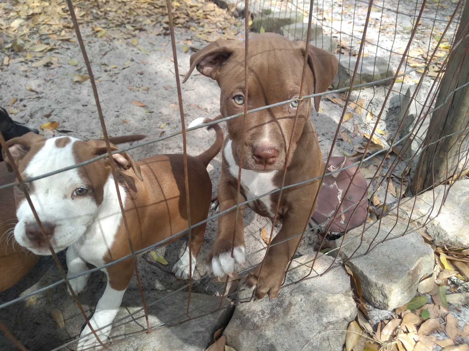 American Bulldog Puppies For Sale Silver Springs, FL 325317