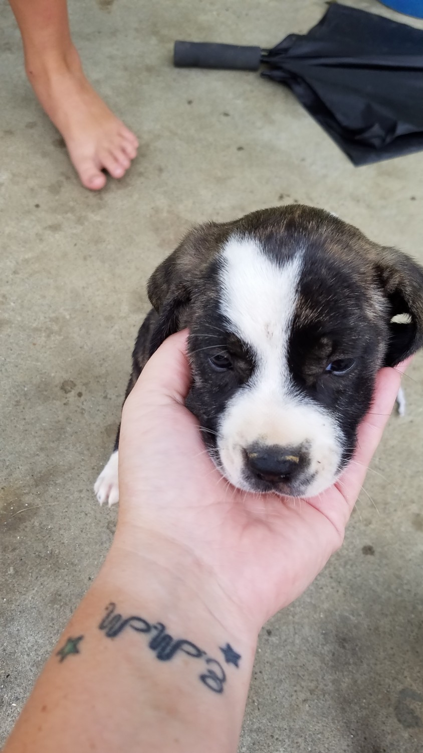 American Bulldog Puppies For Sale Mohawk, TN 334247
