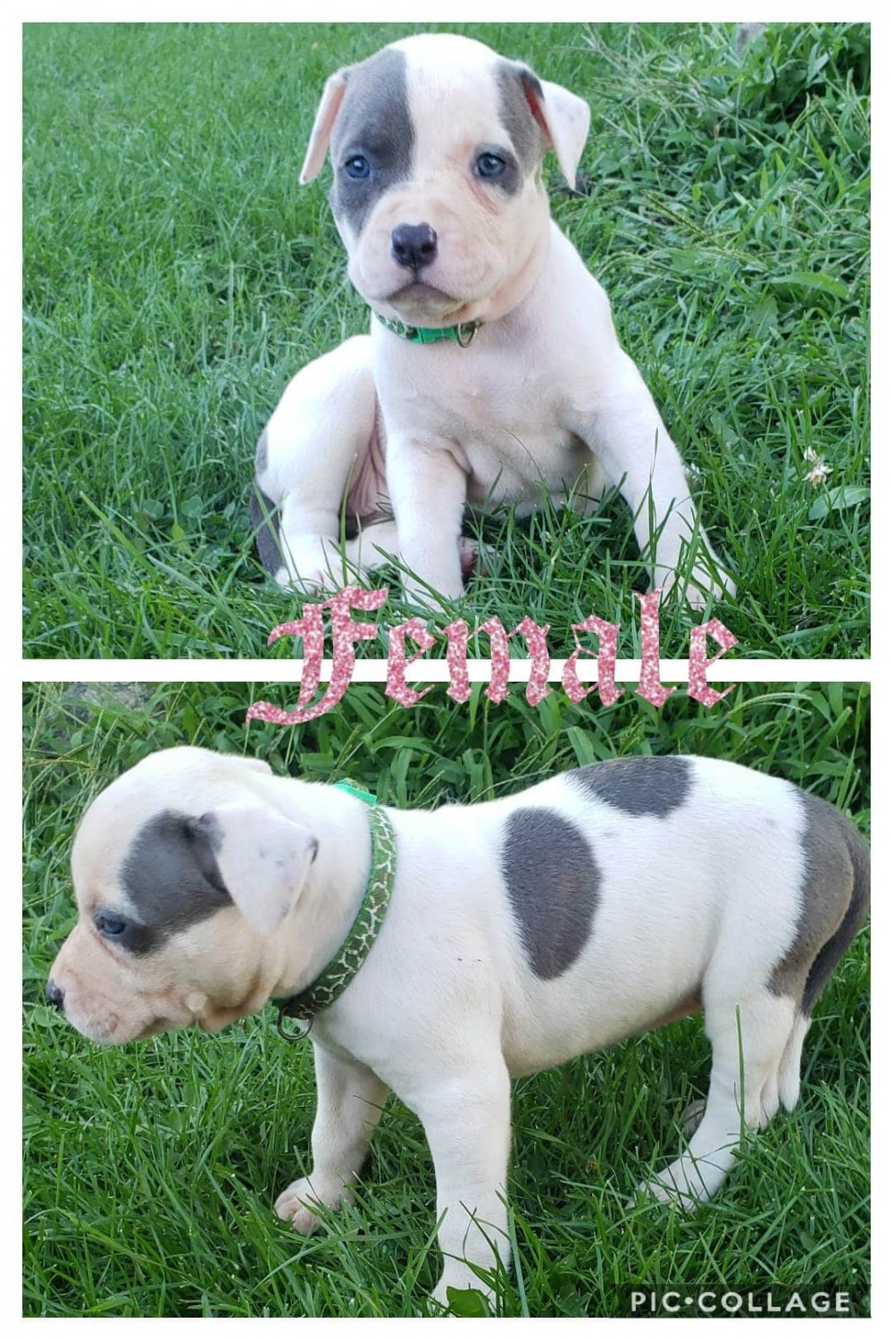 American Bulldog Puppies For Sale Columbia Heights, MN