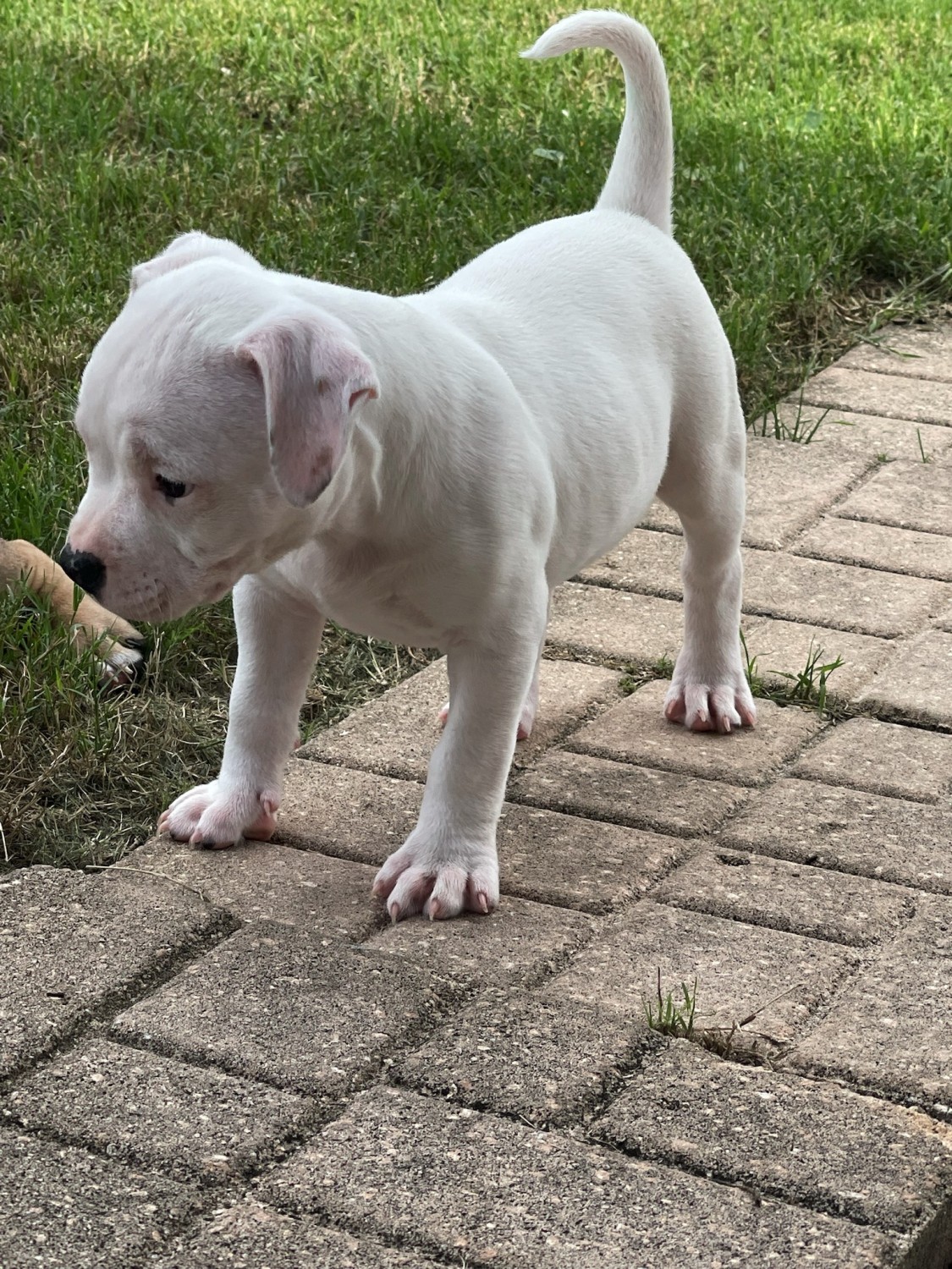 American Bully Puppies For Sale Jacksonville, FL 365811