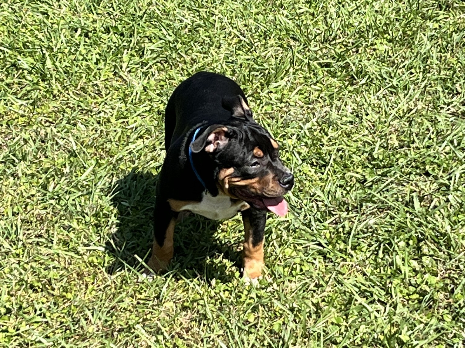 American Bully Puppies For Sale Jacksonville, FL 382848