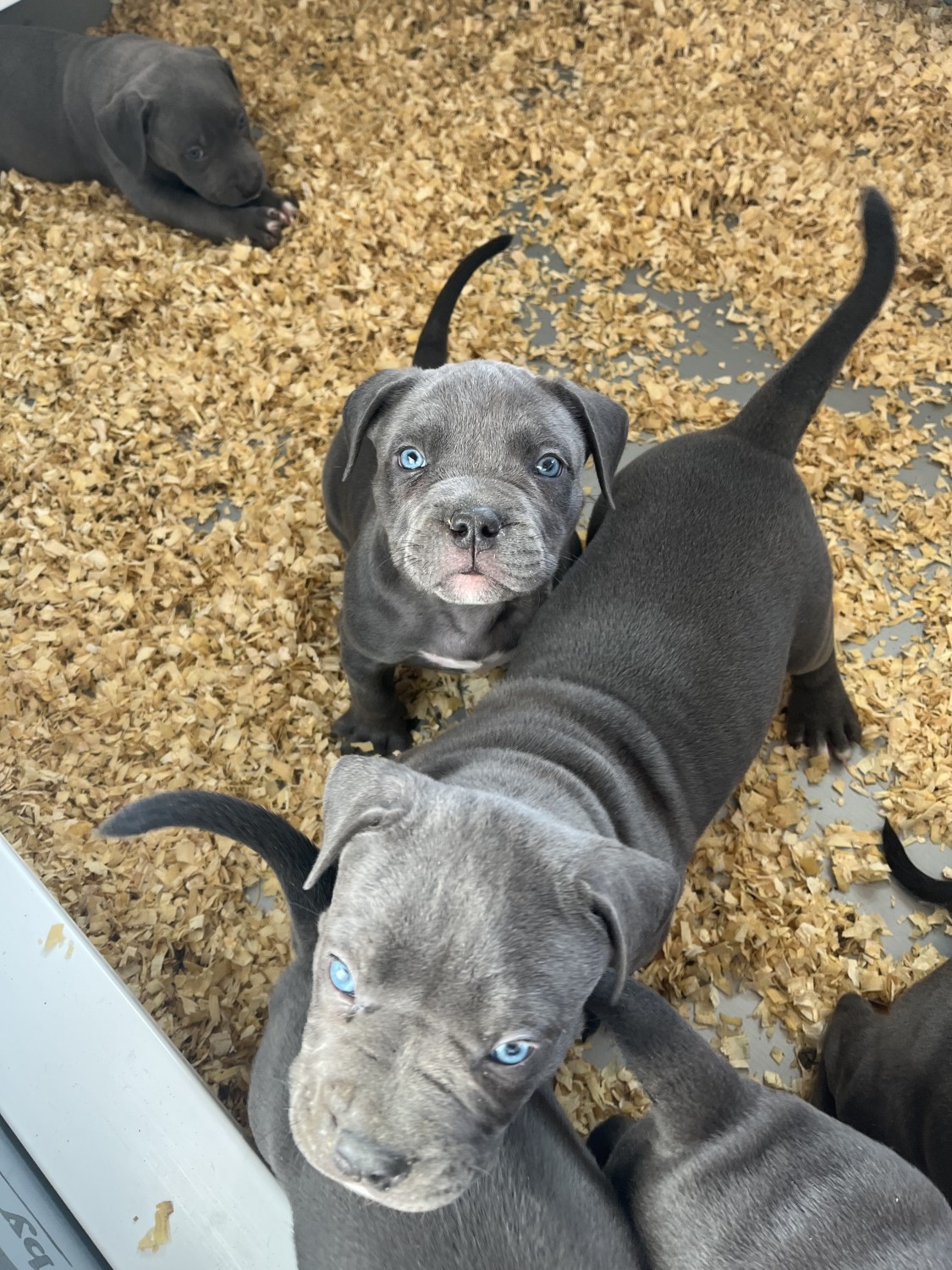 American Bully Puppies For Sale Somerset, NJ 383629