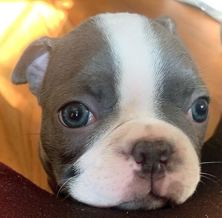 American Bully Puppies For Sale Las Vegas, NV 391371