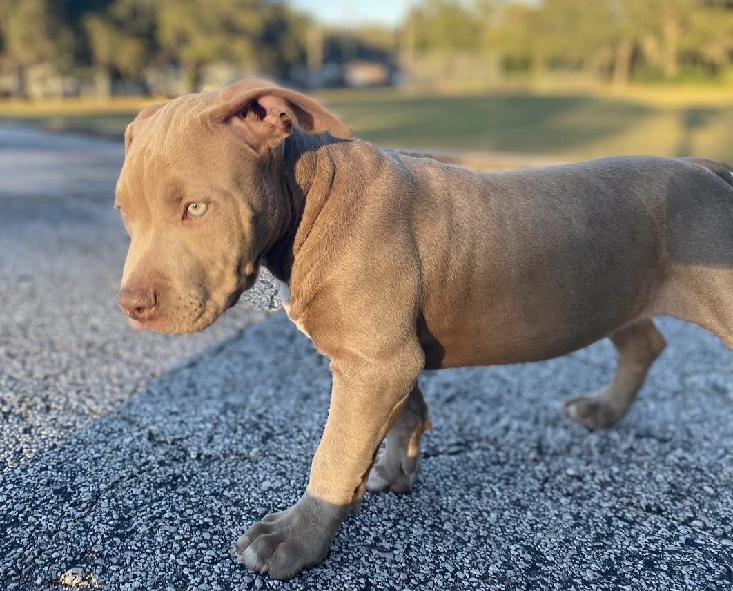 American Bully Puppies For Sale Jacksonville, FL 400835