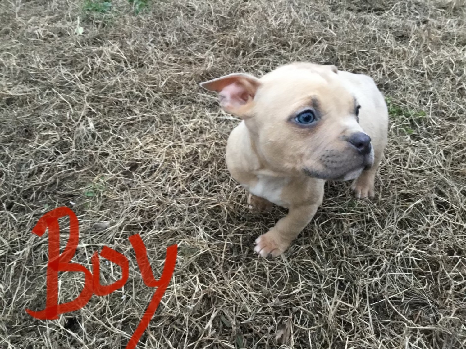 American Bully Puppies For Sale Suffolk, VA 402553