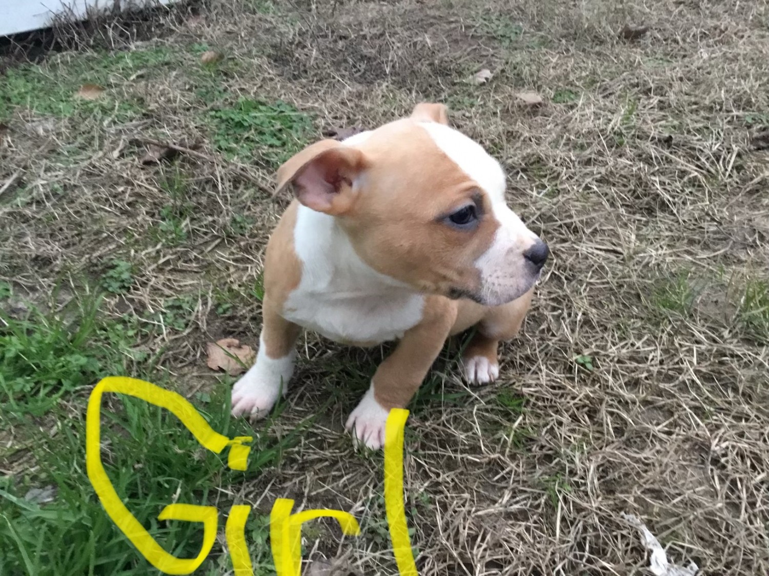 American Bully Puppies For Sale Suffolk, VA 402553
