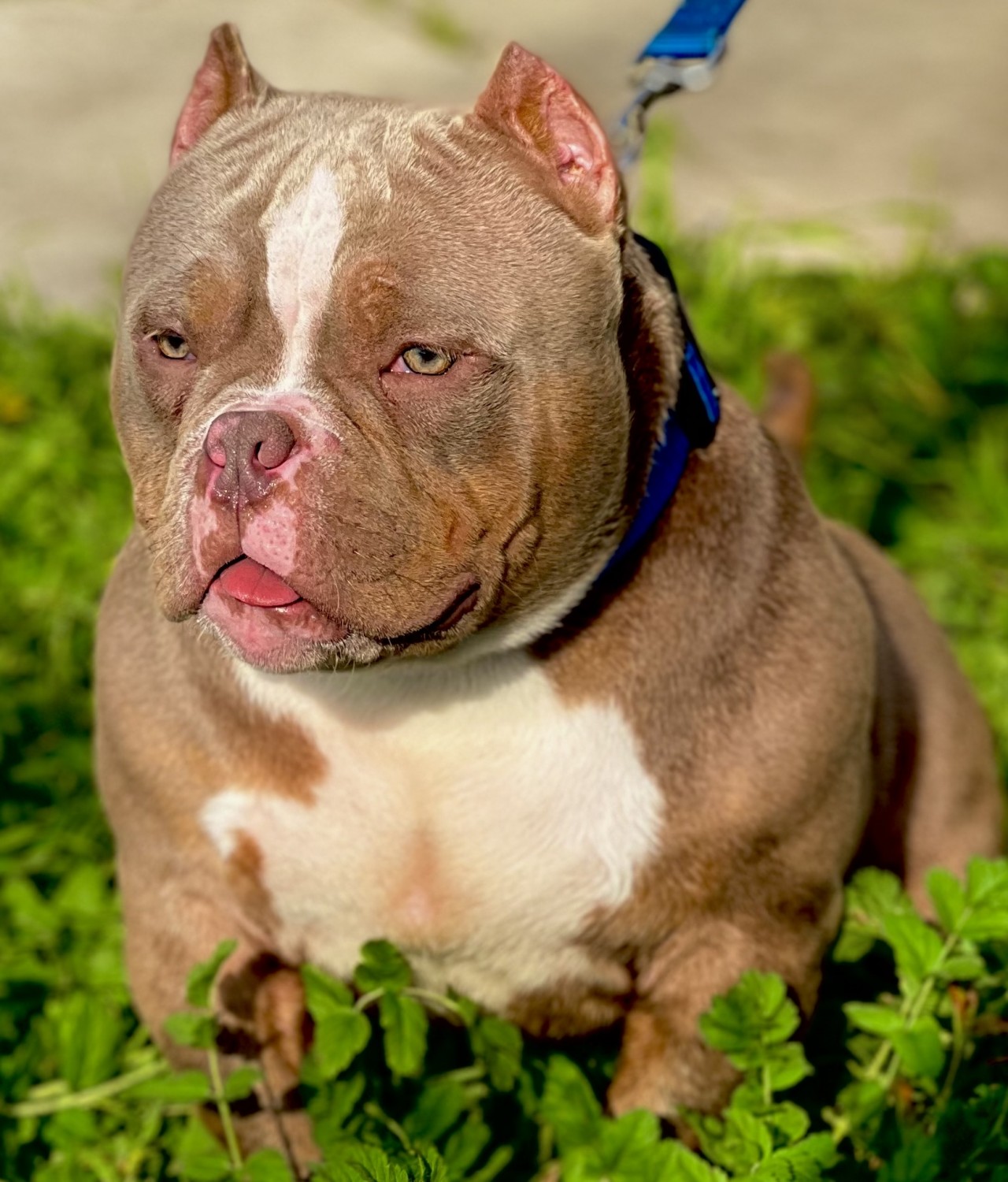 American Bully Puppies For Sale Modesto, CA 410294