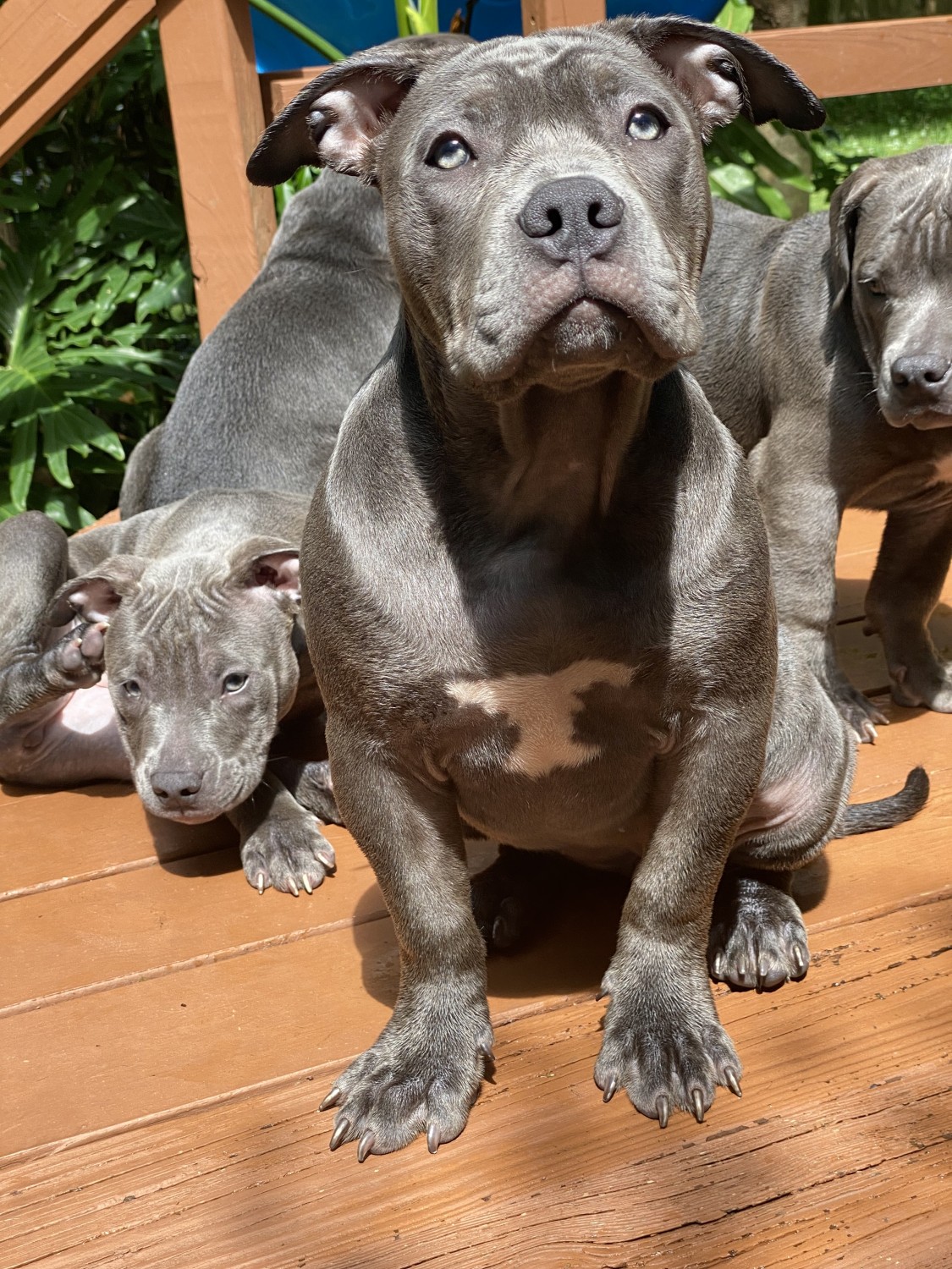 American Bully Puppies For Sale Jacksonville Beach, FL 423746