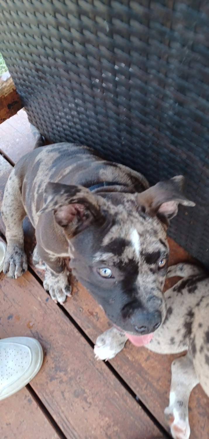 American Bully Puppies For Sale Seguin, TX 437687