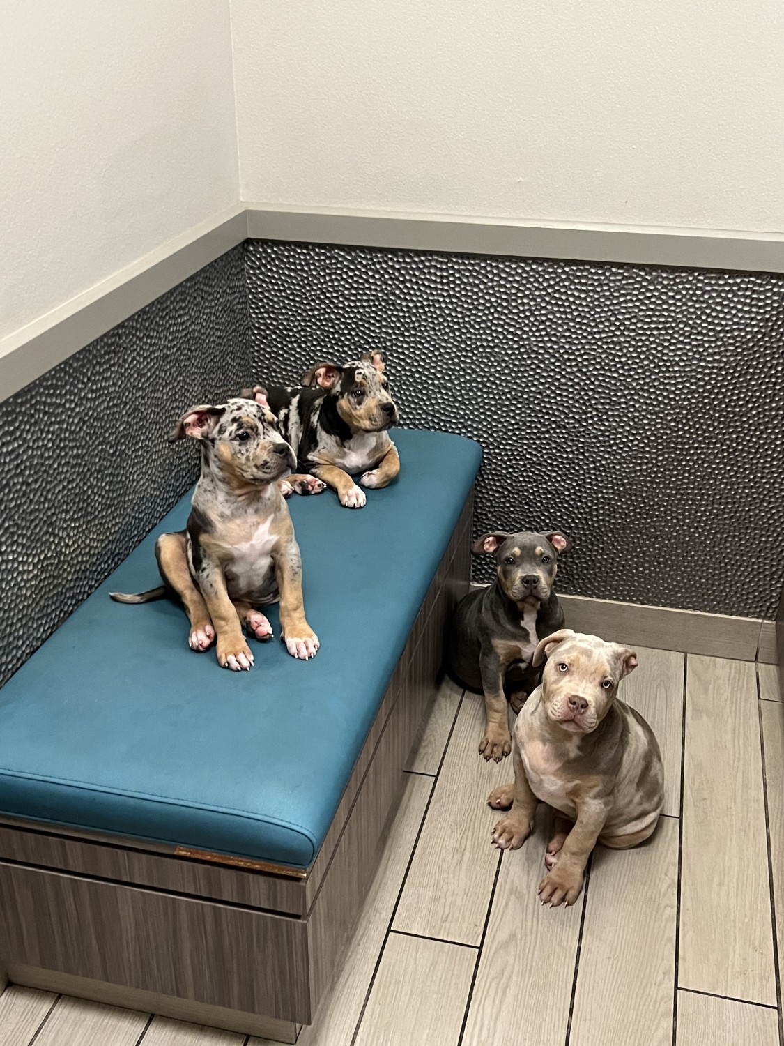 American Bully Puppies For Sale Las Vegas, NV 500161