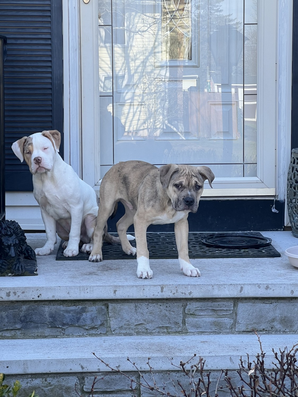 American Bully Puppies For Sale Syracuse, NY 508544