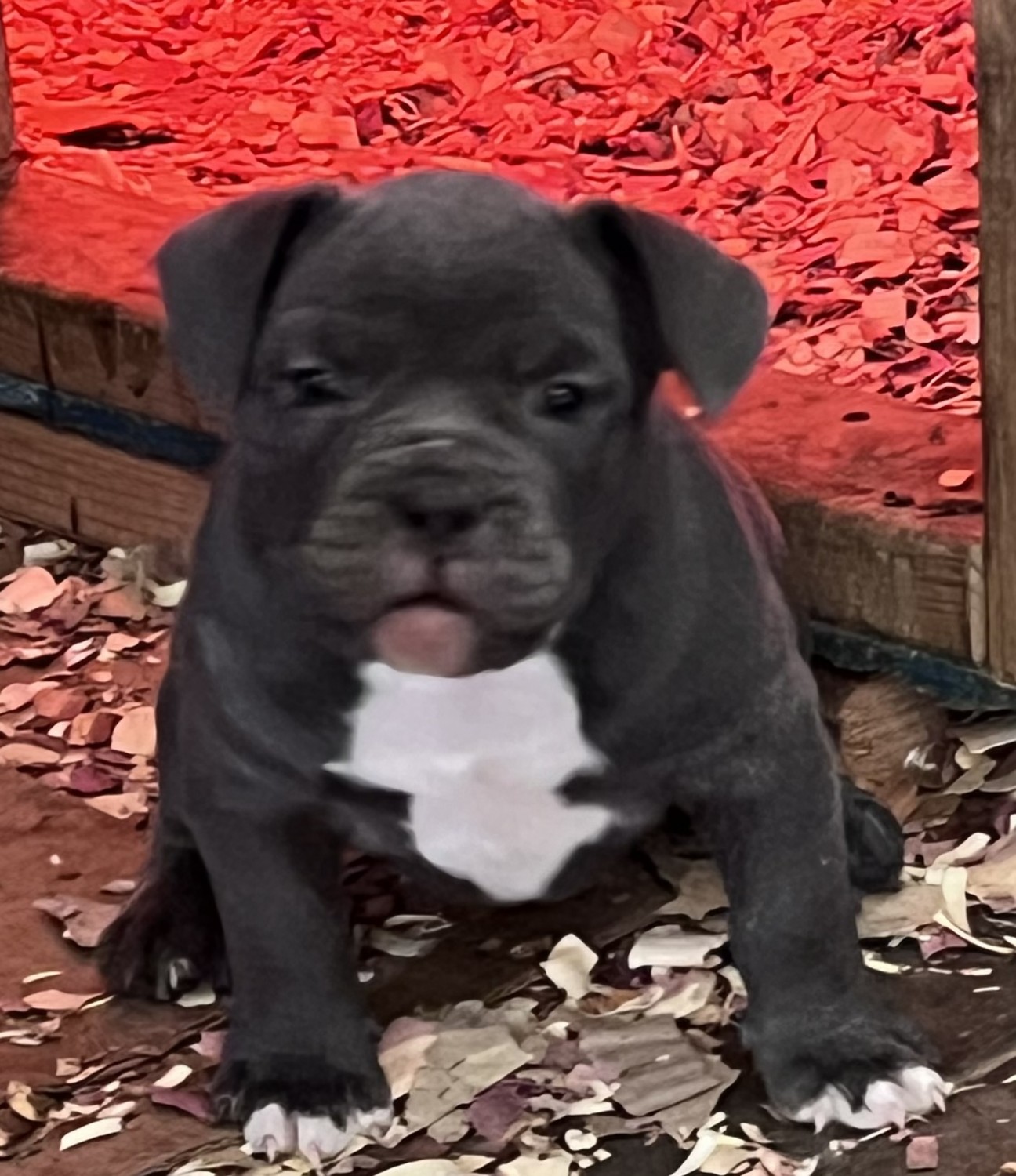 American Bully Puppies For Sale Los Angeles, CA 509489