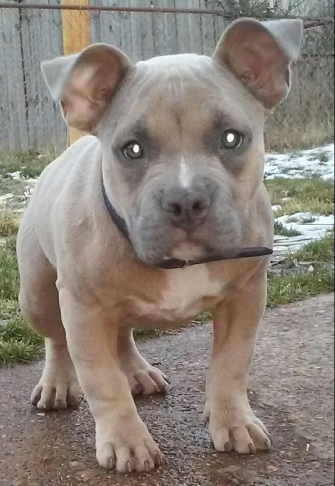 American Bully Puppies For Sale Memphis, TN 71475