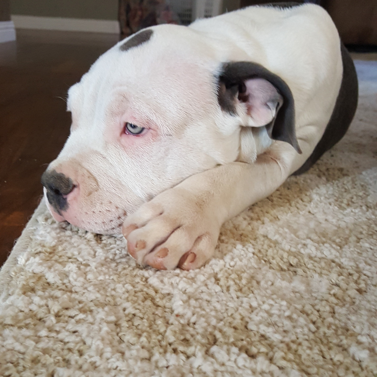 American Bully Puppies For Sale Albuquerque, NM 164315