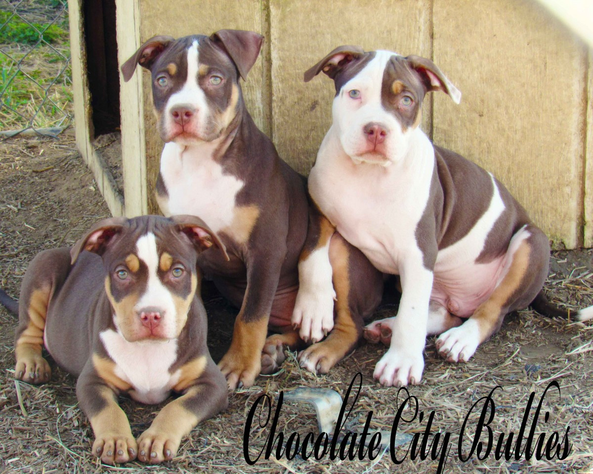 American Bully Puppies For Sale Nashville, TN 166986