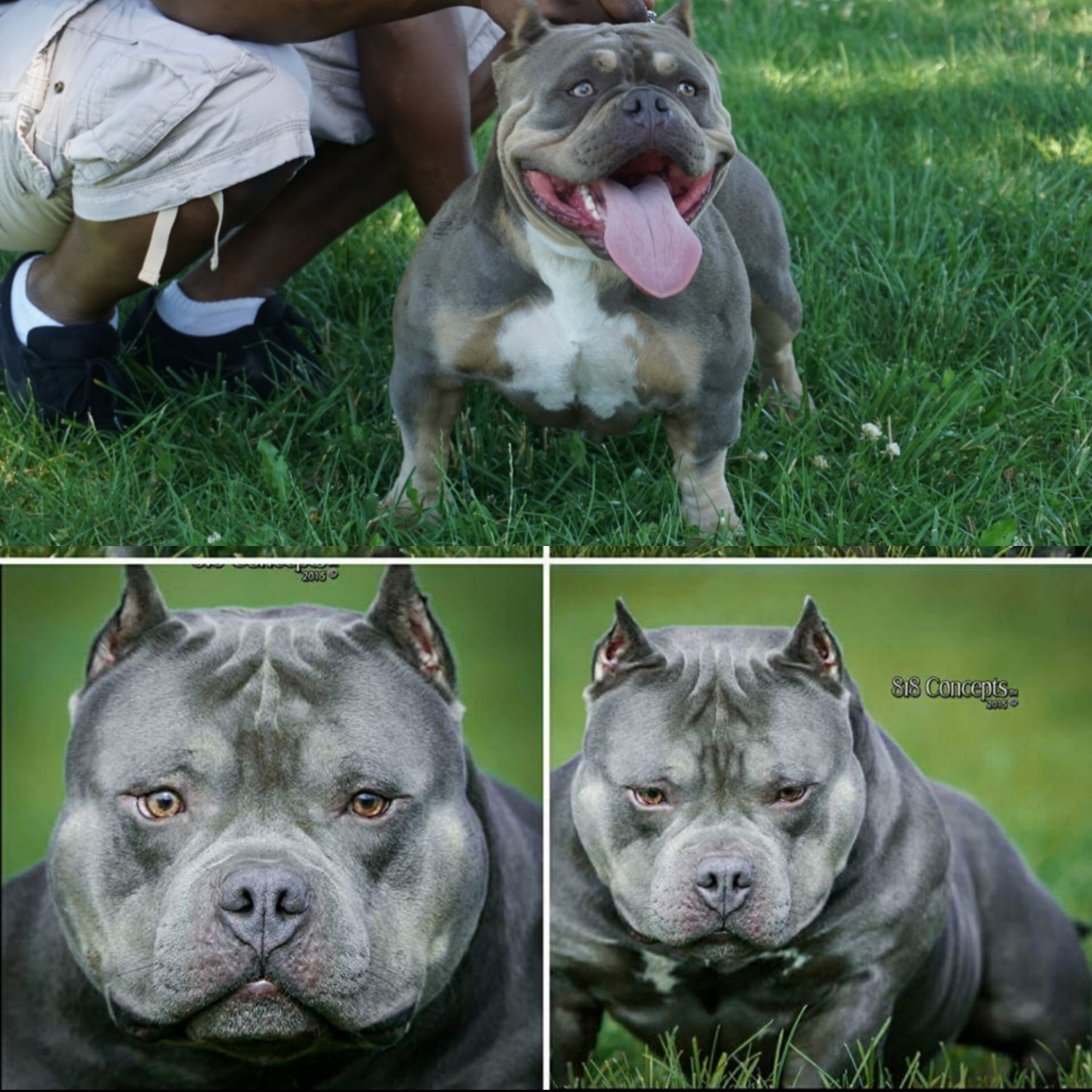 American Bully Puppies For Sale Vallejo, CA 174985