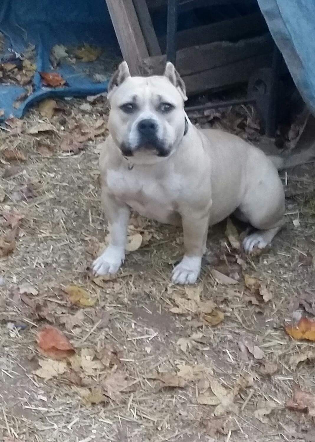 American Bully Puppies For Sale Charlotte, NC 178536