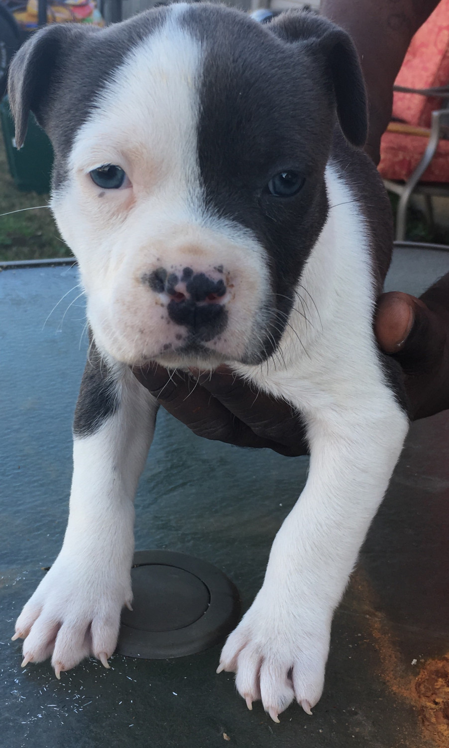 American Bully Puppies For Sale Jackson, TN 180032