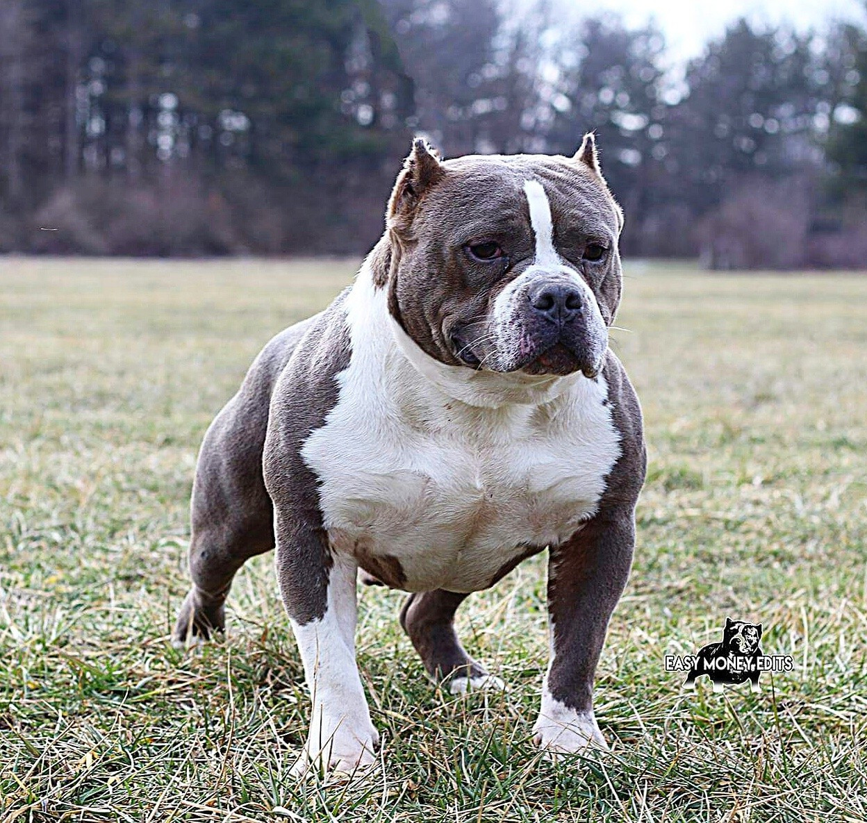 American Bully Puppies For Sale Elkhart, IN 181487
