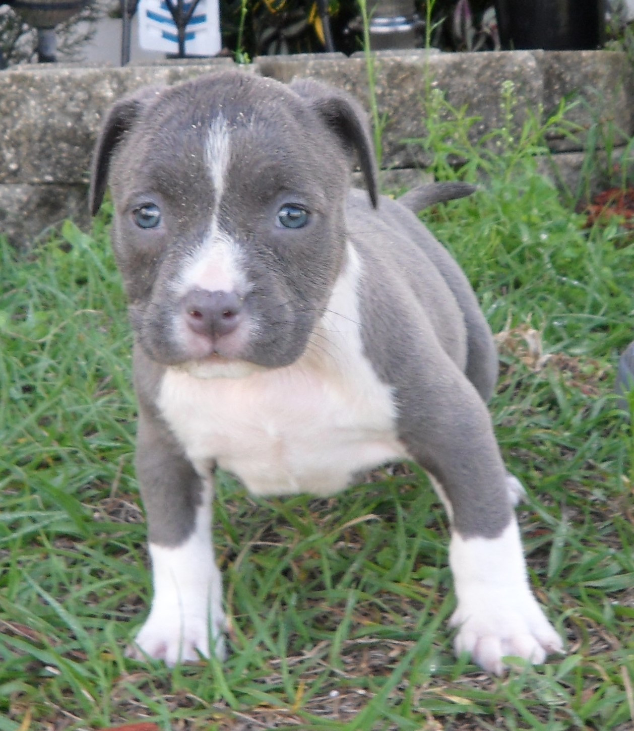 American Bully Puppies For Sale Orlando, FL 181797