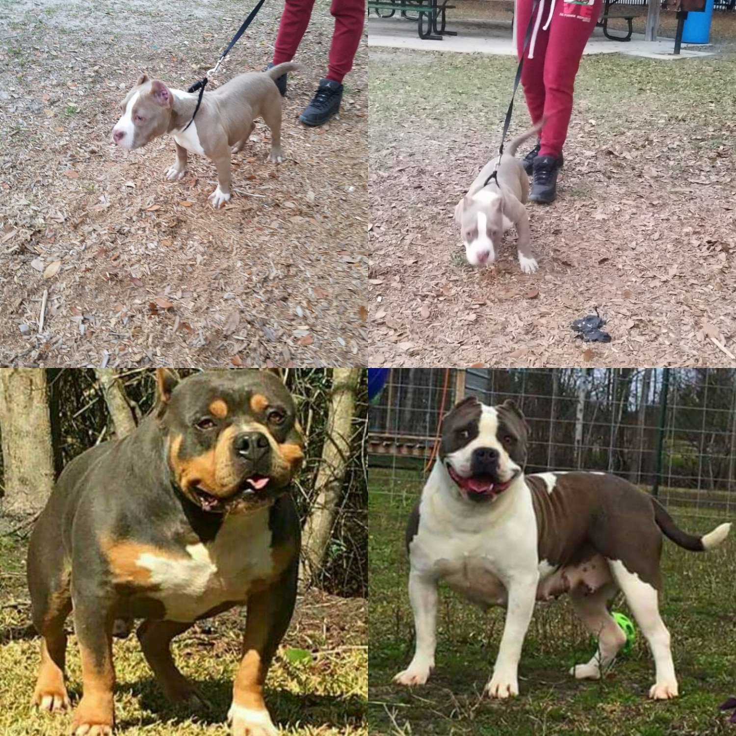 American Bully Puppies For Sale Jacksonville, FL 189210