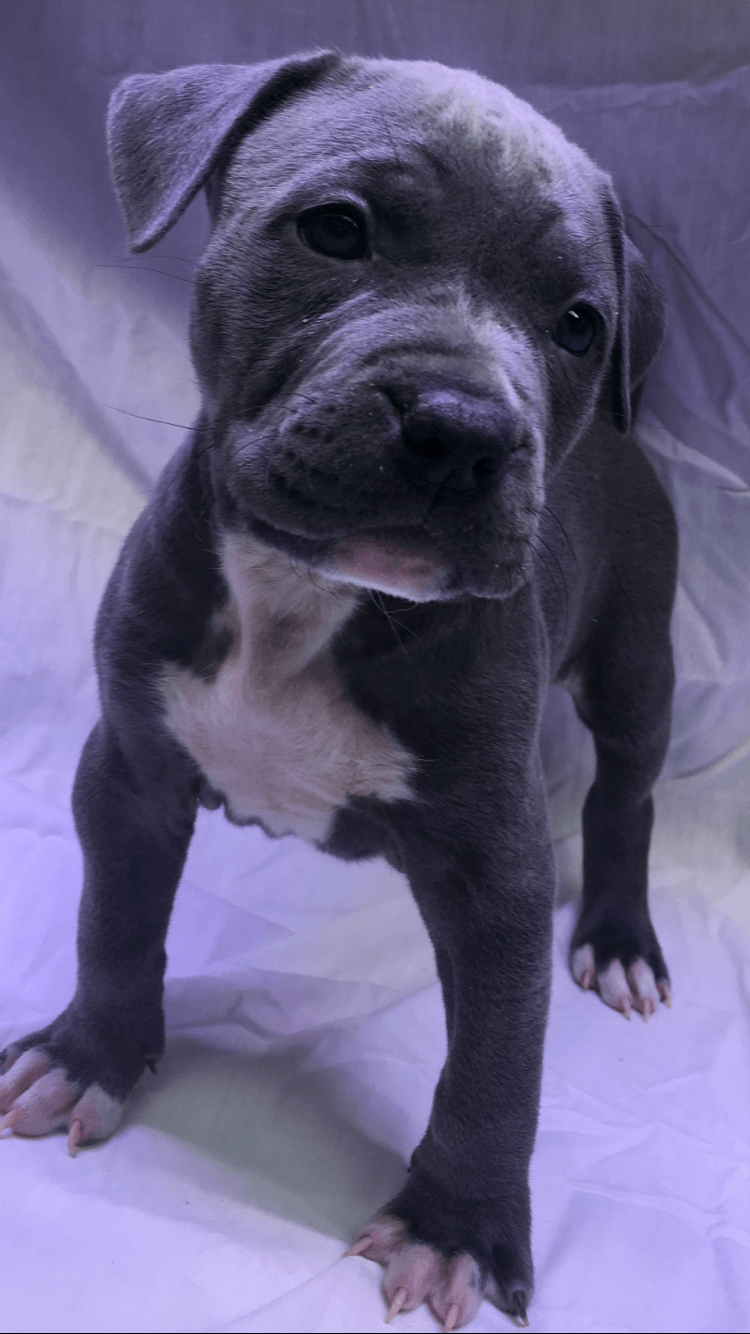American Bully Puppies For Sale Binghamton, NY 189246