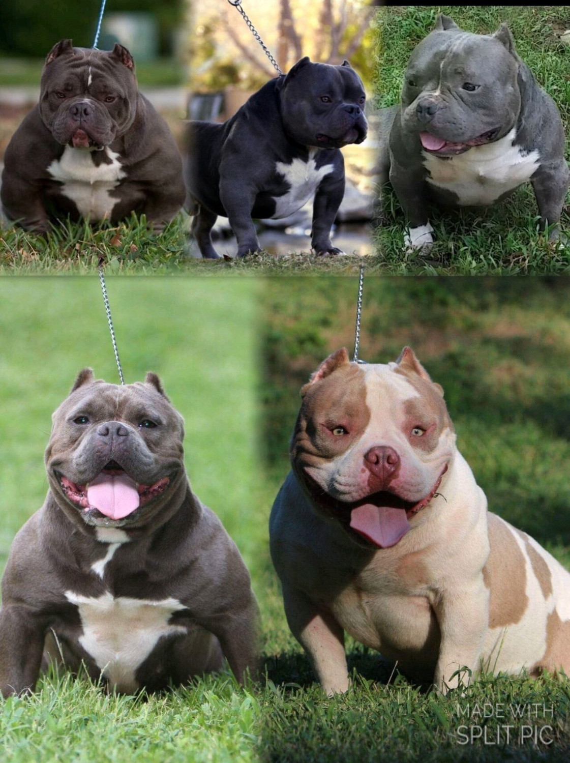 Xxl american bully puppies for sale