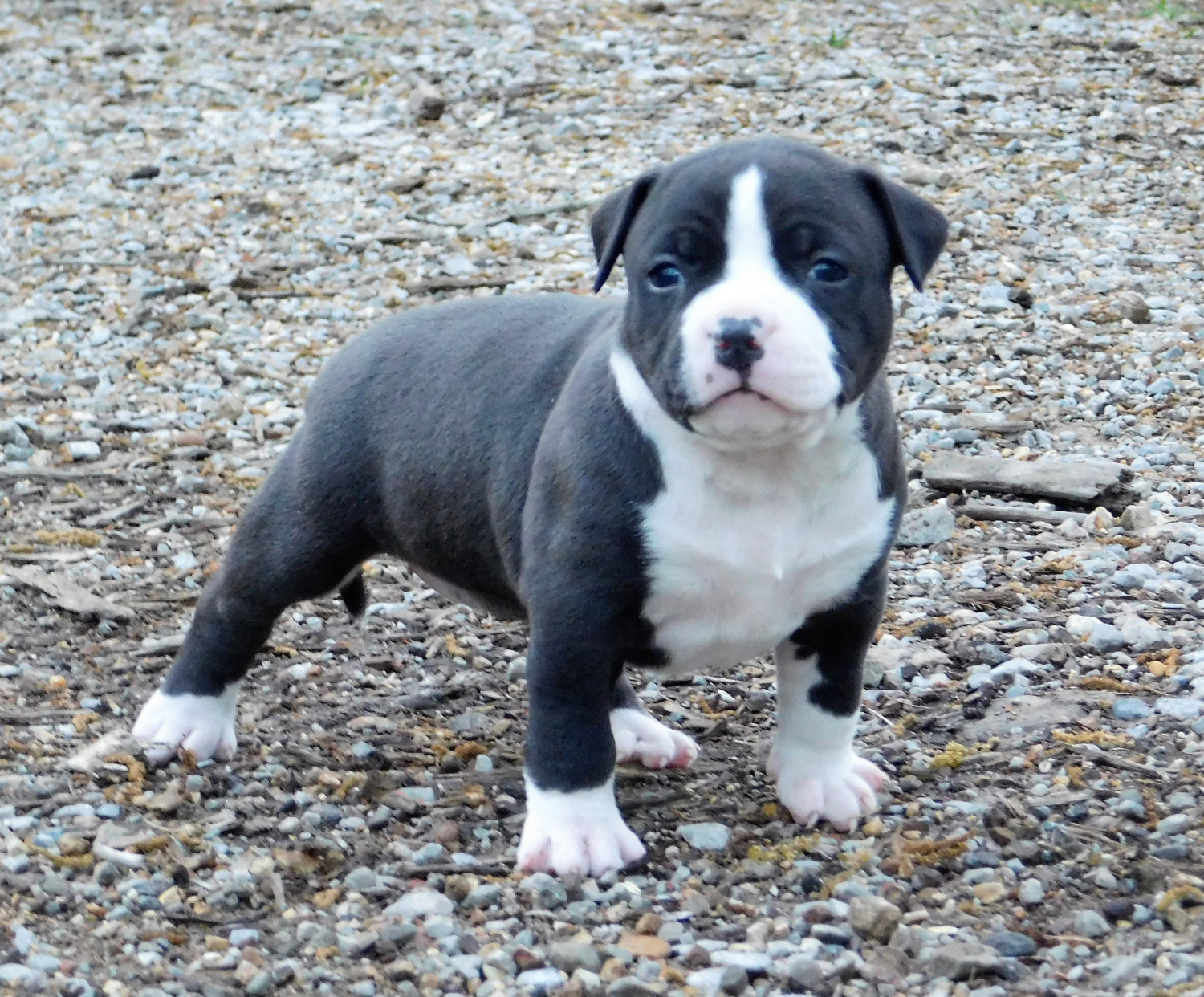 American Bully Puppies For Sale Chattanooga, TN 193498.