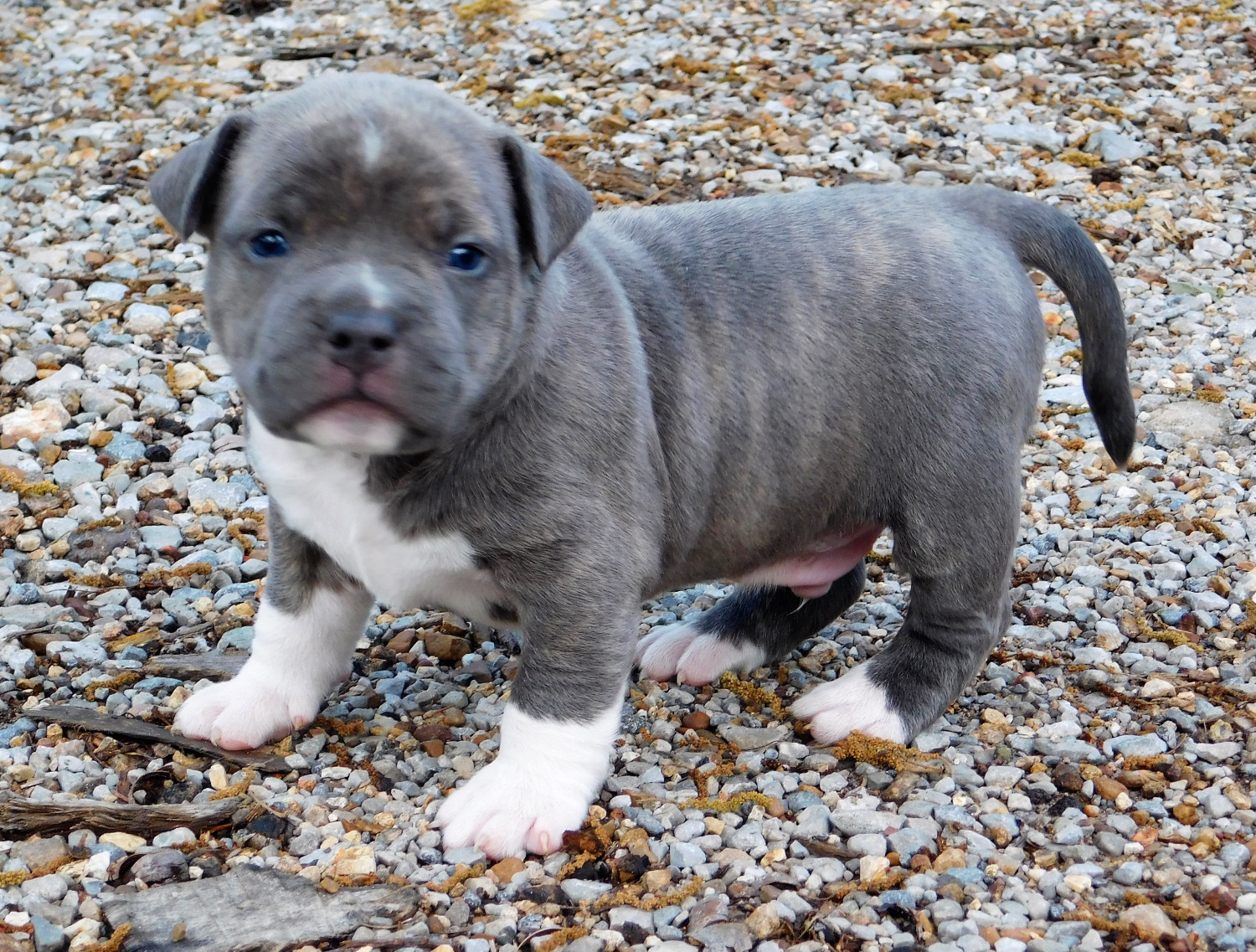 American Bully Puppies For Sale Chattanooga, TN 193498