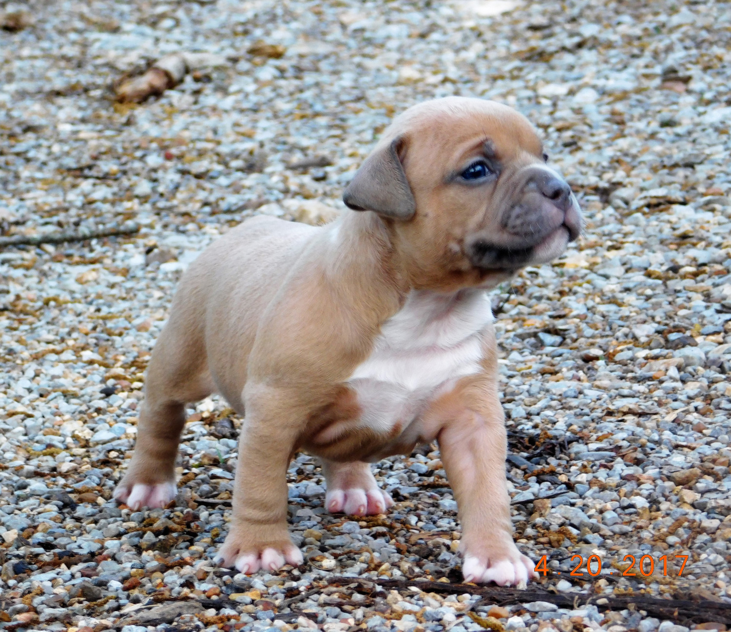 American Bully Puppies For Sale Chattanooga, TN 193498