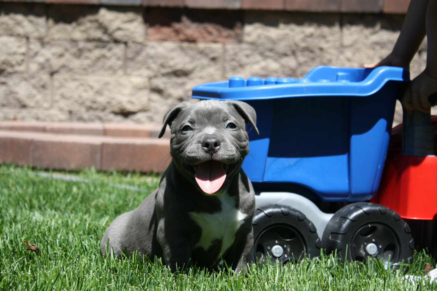 American Bully Puppies For Sale Denver, CO 193525