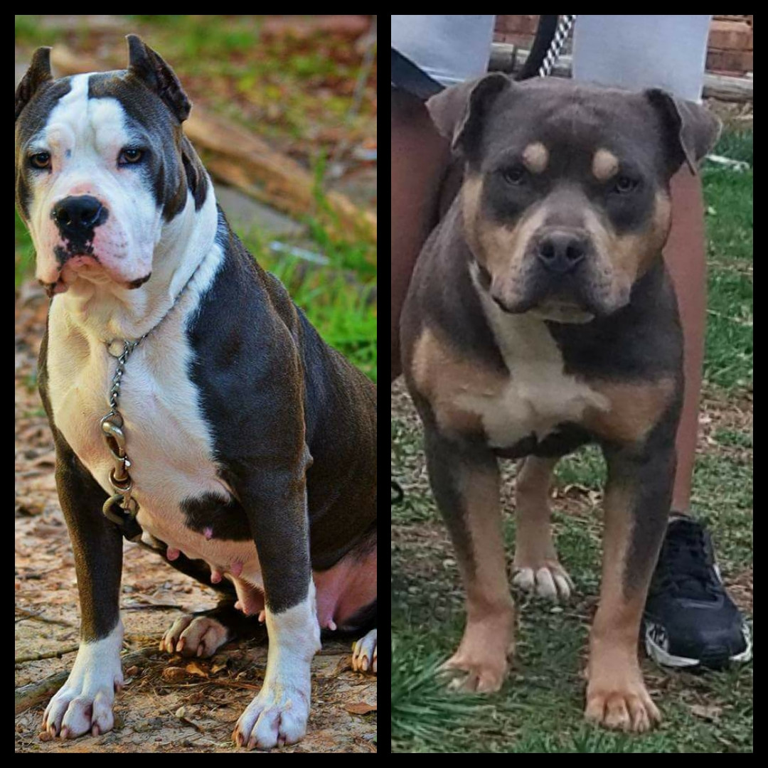 American Bully Puppies For Sale Stone Mountain, GA 193977